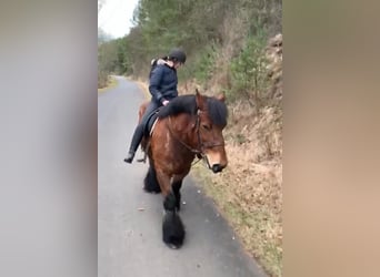 Sangre fría belga, Caballo castrado, 13 años