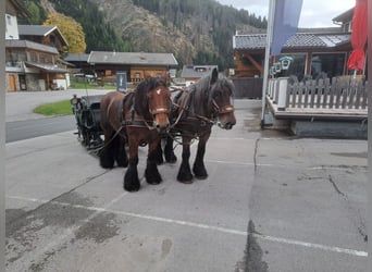 Sangre fría belga, Caballo castrado, 13 años