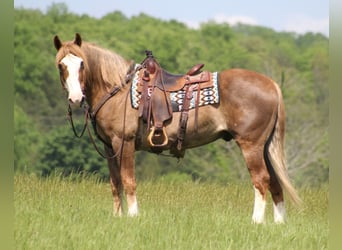 Sangre fría belga, Caballo castrado, 14 años, 163 cm, Alazán rojizo