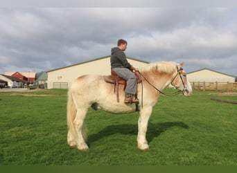 Sangre fría belga, Caballo castrado, 15 años, Ruano alazán