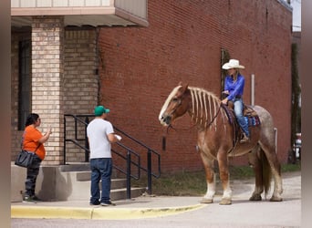 Sangre fría belga, Caballo castrado, 15 años, Ruano alazán