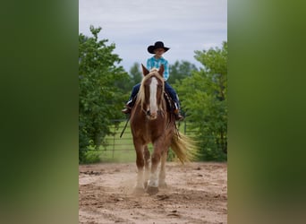Sangre fría belga, Caballo castrado, 15 años, Ruano alazán