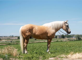 Sangre fría belga, Caballo castrado, 16 años, 163 cm, Palomino