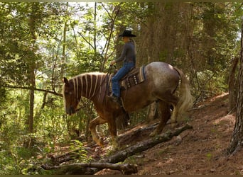 Sangre fría belga, Caballo castrado, 17 años, Ruano alazán