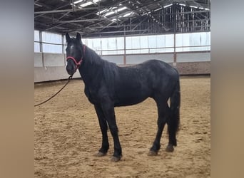 Sangre fría belga Mestizo, Caballo castrado, 2 años, Negro