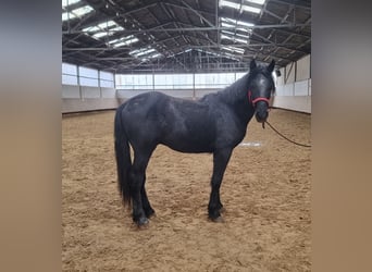 Sangre fría belga Mestizo, Caballo castrado, 2 años, Negro
