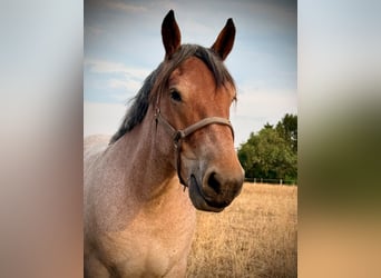 Sangre fría belga, Caballo castrado, 3 años, 150 cm, Tordo ruano