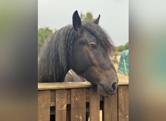 Sangre fría belga Mestizo, Caballo castrado, 3 años, 160 cm, Negro
