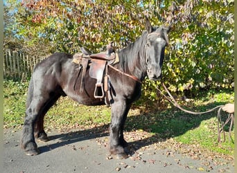 Sangre fría belga, Caballo castrado, 4 años, 160 cm, Negro