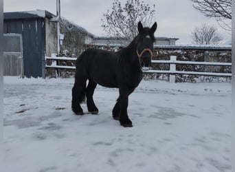 Sangre fría belga, Caballo castrado, 4 años, 160 cm, Negro