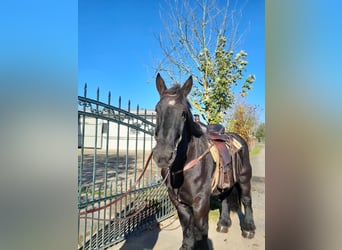 Sangre fría belga, Caballo castrado, 4 años, 160 cm, Negro