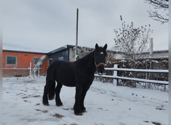 Sangre fría belga, Caballo castrado, 4 años, 160 cm, Negro