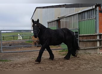 Sangre fría belga, Caballo castrado, 4 años, 160 cm, Negro