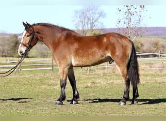 Sangre fría belga Mestizo, Caballo castrado, 4 años, 163 cm, Castaño rojizo