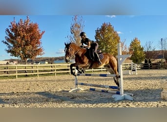 Sangre fría belga Mestizo, Caballo castrado, 4 años, 163 cm, Castaño rojizo