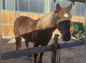 Sangre fría belga, Caballo castrado, 4 años, 170 cm