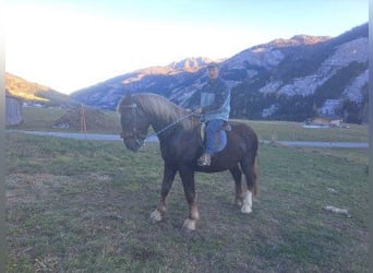 Sangre fría belga, Caballo castrado, 4 años, 170 cm