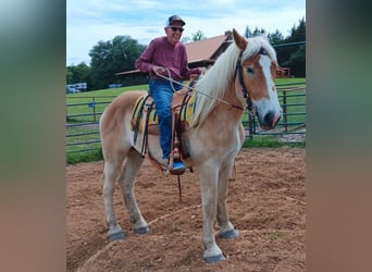 Sangre fría belga, Caballo castrado, 4 años, 173 cm, Alazán-tostado