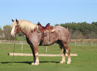Sangre fría belga Mestizo, Caballo castrado, 4 años, 173 cm, Ruano alazán