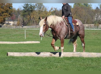 Sangre fría belga Mestizo, Caballo castrado, 4 años, 173 cm, Ruano alazán
