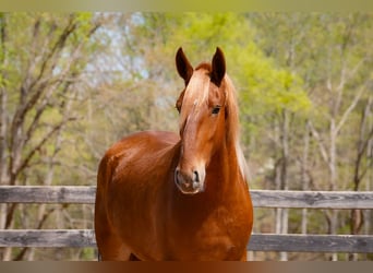 Sangre fría belga Mestizo, Caballo castrado, 4 años, Alazán rojizo