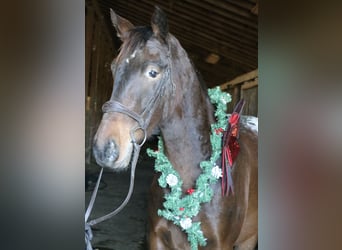 Sangre fría belga Mestizo, Caballo castrado, 5 años, 160 cm, Castaño rojizo