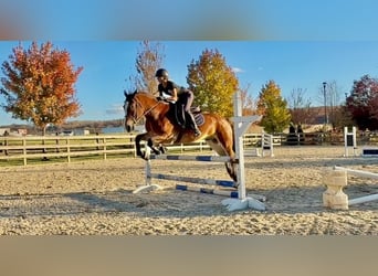 Sangre fría belga Mestizo, Caballo castrado, 5 años, 163 cm, Castaño rojizo