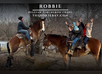 Sangre fría belga, Caballo castrado, 5 años, 163 cm, Castaño rojizo