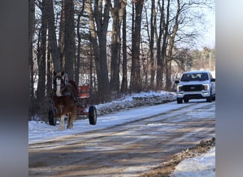 Sangre fría belga Mestizo, Caballo castrado, 5 años, 168 cm