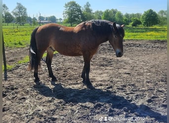 Sangre fría belga Mestizo, Caballo castrado, 5 años, 168 cm, Castaño