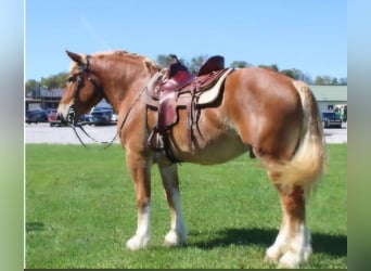 Sangre fría belga, Caballo castrado, 5 años, 173 cm, Alazán rojizo