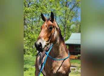 Sangre fría belga, Caballo castrado, 5 años, 183 cm, Castaño-ruano