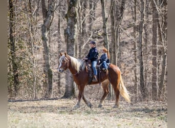 Sangre fría belga Mestizo, Caballo castrado, 6 años, 163 cm, Castaño rojizo