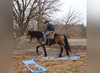 Sangre fría belga Mestizo, Caballo castrado, 6 años, 168 cm, Buckskin/Bayo