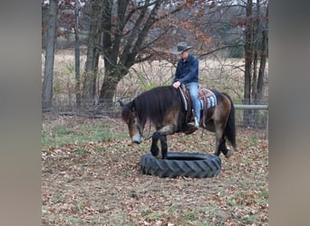 Sangre fría belga Mestizo, Caballo castrado, 6 años, 168 cm, Buckskin/Bayo