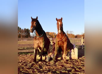 Sangre fría belga Mestizo, Caballo castrado, 6 años, 168 cm, Buckskin/Bayo