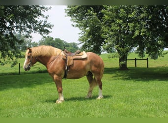 Sangre fría belga, Caballo castrado, 6 años, 170 cm, Alazán rojizo