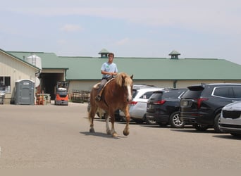 Sangre fría belga, Caballo castrado, 6 años, 170 cm, Alazán rojizo