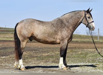 Sangre fría belga Mestizo, Caballo castrado, 6 años, Buckskin/Bayo