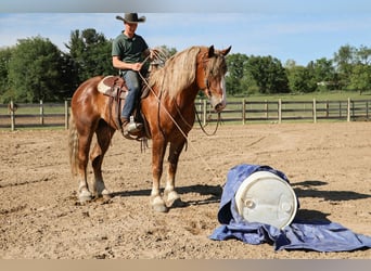 Sangre fría belga, Caballo castrado, 7 años, 170 cm, Alazán-tostado