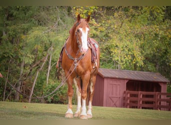 Sangre fría belga, Caballo castrado, 7 años, 173 cm, Alazán-tostado