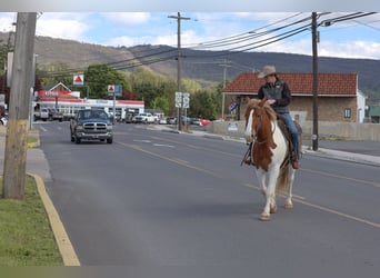 Sangre fría belga Mestizo, Caballo castrado, 7 años, Pío