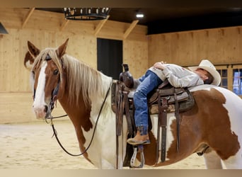 Sangre fría belga Mestizo, Caballo castrado, 7 años, Pío