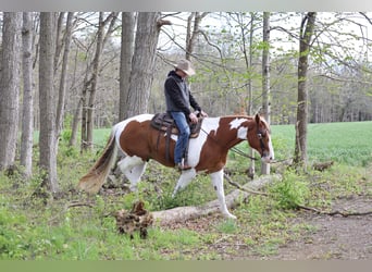 Sangre fría belga Mestizo, Caballo castrado, 7 años, Pío