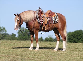 Sangre fría belga, Caballo castrado, 8 años, 155 cm, Overo-todas las-capas