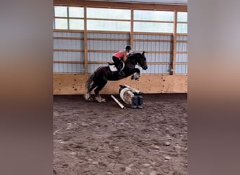 Sangre fría belga, Caballo castrado, 8 años, 160 cm, Alazán-tostado