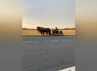 Sangre fría belga, Caballo castrado, 8 años, 160 cm, Alazán-tostado