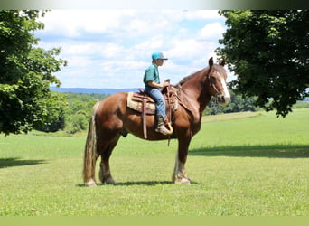 Sangre fría belga, Caballo castrado, 8 años, 160 cm, Alazán-tostado