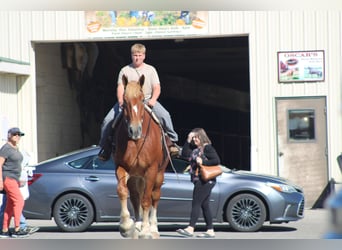Sangre fría belga, Caballo castrado, 8 años, 180 cm, Alazán rojizo