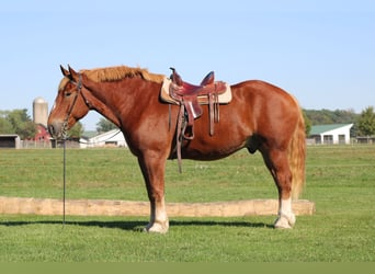 Sangre fría belga, Caballo castrado, 8 años, 180 cm, Alazán rojizo